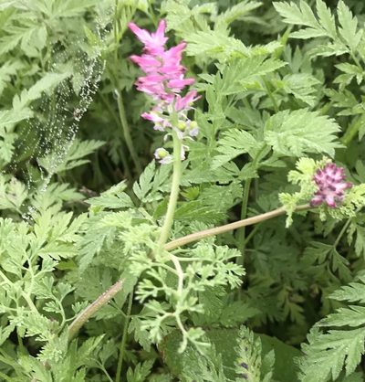 Fumaria densiflora, photographed by Tyler Cannon