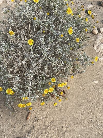Pulicaria burchardii, photographed by Peter Gabler