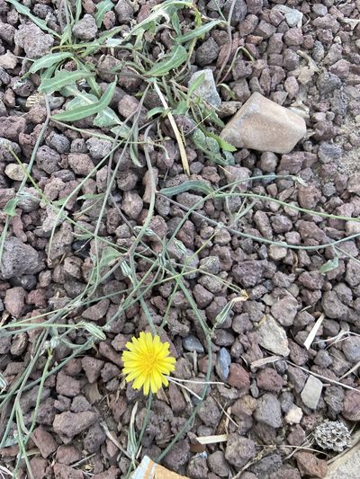 Launaea nudicaulis, photographed by Peter Gabler