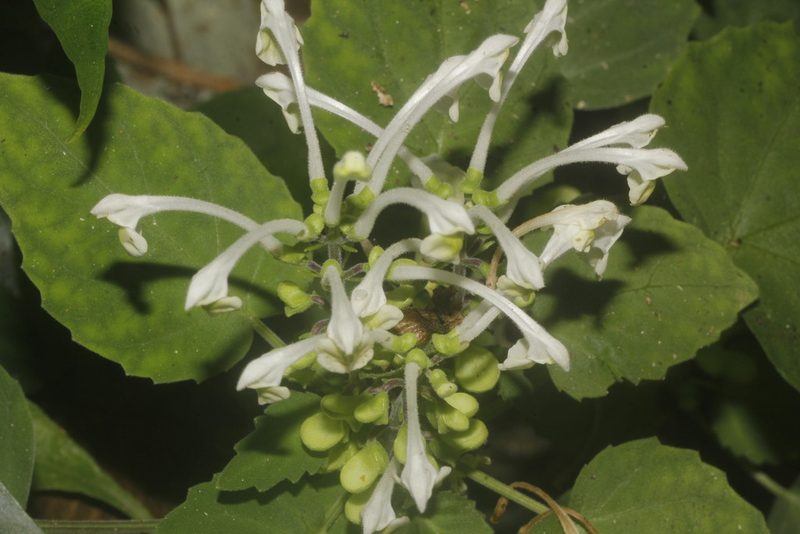 Scutellaria orichalcea, photographed by Juan Cruzado Cortés