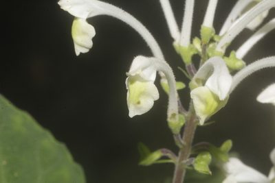 Scutellaria orichalcea, photographed by Juan Cruzado Cortés