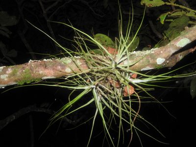 Tillandsia schiedeana, photographed by Juan Cruzado Cortés