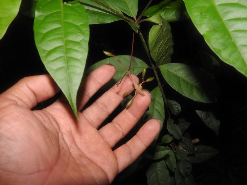 Neea psychotrioides, photographed by Juan Cruzado Cortés
