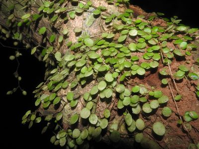 Peperomia rotundifolia, photographed by Juan Cruzado Cortés