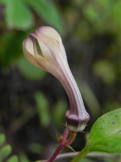 Ceropegia media, photographed by S.MORE