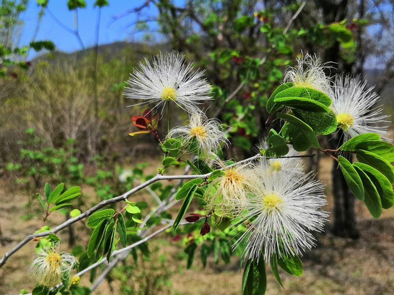 Lysiloma tergeminum, photographed by adel-fridus