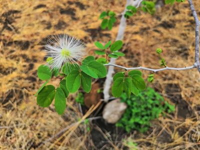 Lysiloma tergeminum, photographed by adel-fridus