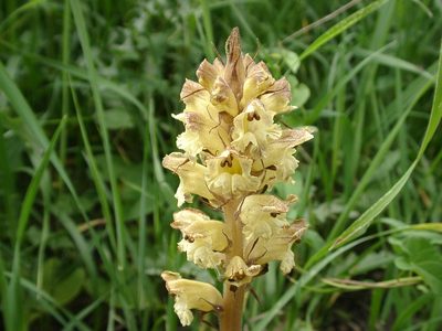 Orobanche reticulata, photographed by Grzegorz Grzejszczak