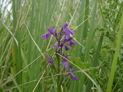 Anacamptis palustris, photographed by Grzegorz Grzejszczak