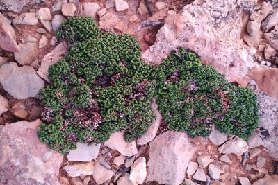 Limonium minutum, photographed by Julien Tchilinguirian