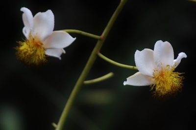 Kielmeyera abdita, photographed by Douglas