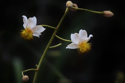 Kielmeyera abdita, photographed by Douglas