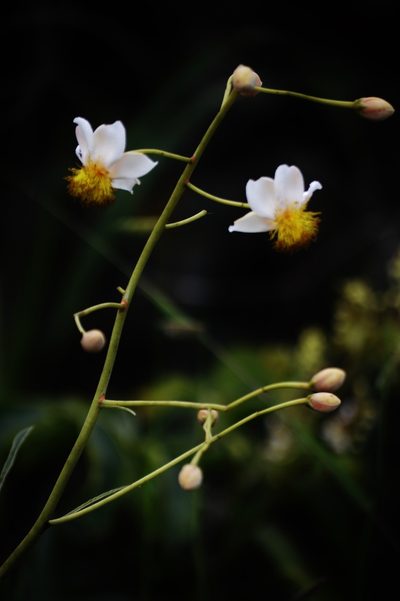 Kielmeyera abdita, photographed by Douglas