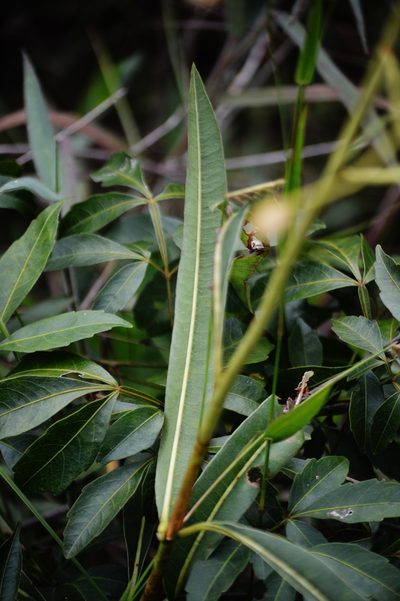 Kielmeyera abdita, photographed by Douglas