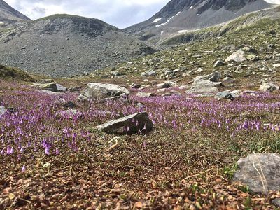 Soldanella pusilla, photographed by Karsten Rohweder