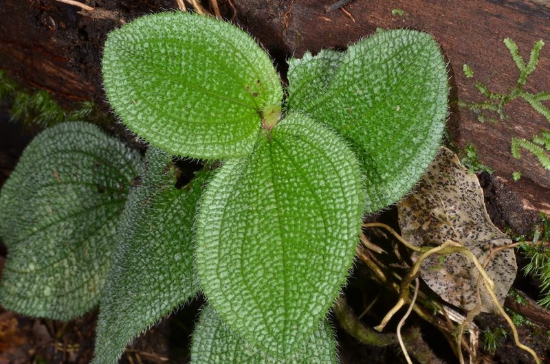 Nephoanthus prostratus, photographed by Eugene Popov