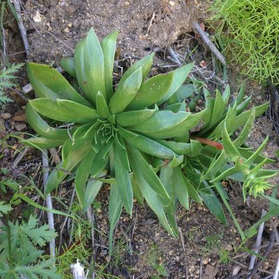 Dudleya candelabrum, photographed by Adam J. Searcy