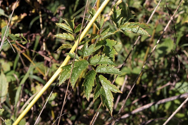 Actaea europaea, photographed by jfgodeau