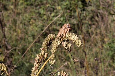 Actaea europaea, photographed by jfgodeau