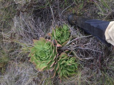 Dudleya candelabrum, photographed by Adam J. Searcy
