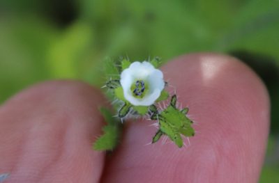 Pholistoma racemosum, photographed by Millie Basden