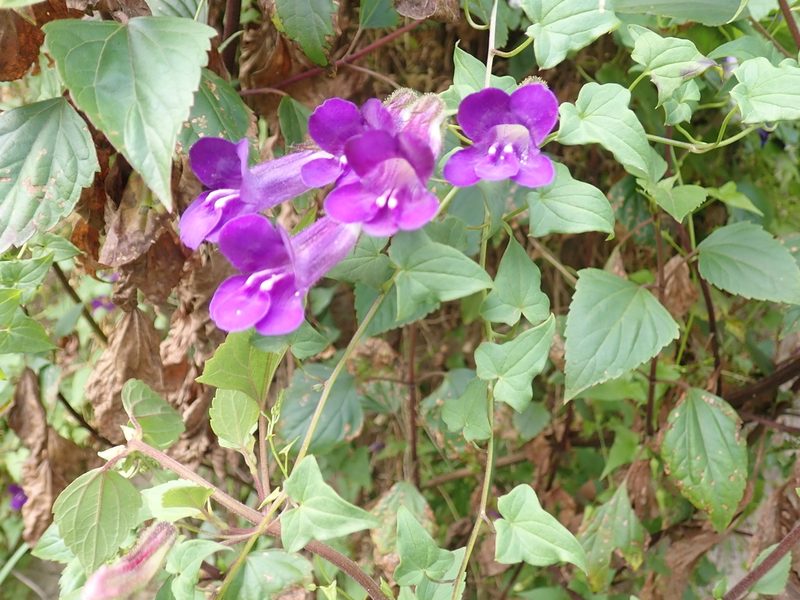 Maurandya barclayana, photographed by John Brew