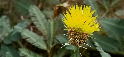 Neptunia plena, photographed by Ong Jyh Seng
