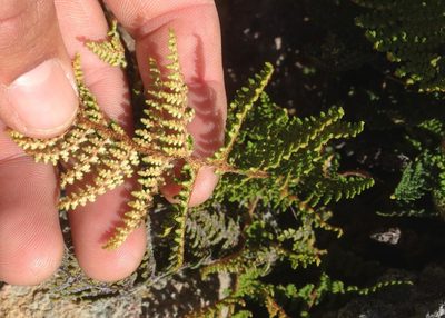 Myriopteris clevelandii, photographed by Adam J. Searcy