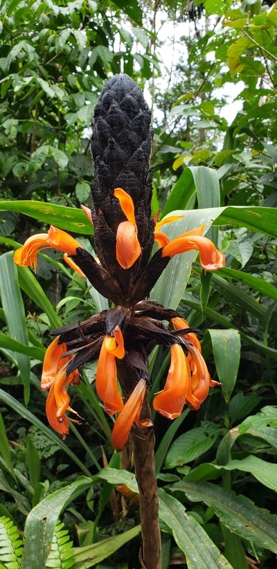 Pitcairnia bakeri, photographed by George Pushkal