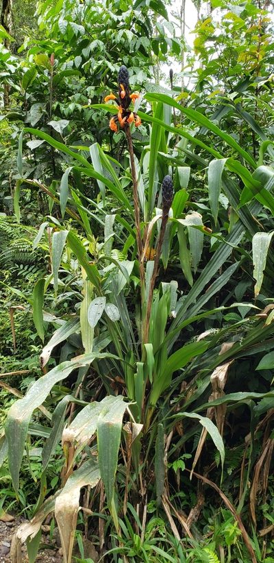 Pitcairnia bakeri, photographed by George Pushkal