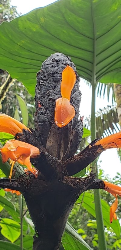 Pitcairnia bakeri, photographed by George Pushkal