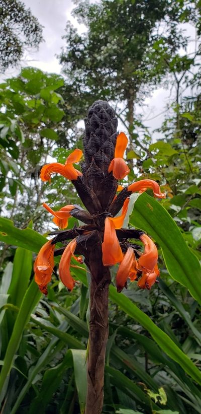Pitcairnia bakeri, photographed by George Pushkal