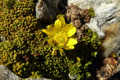 Ranunculus pachyrrhizus, photographed by Cara-Lisa Schloots