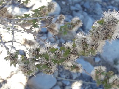 Brickellia laciniata, photographed by José Gerardo Velasco