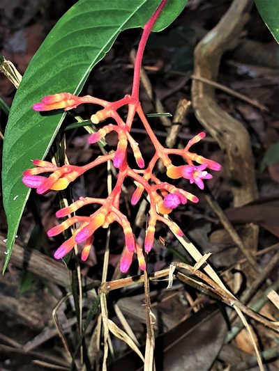 Palicourea longiflora, photographed by Gerry van Tonder