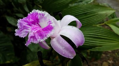 Sobralia rosea, photographed by Alan Rockefeller