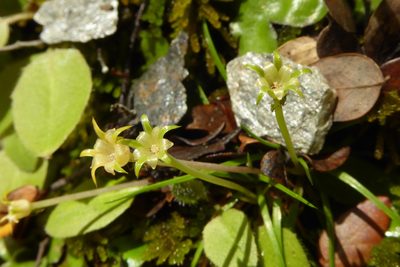 Colobanthus apetalus, photographed by Cara-Lisa Schloots