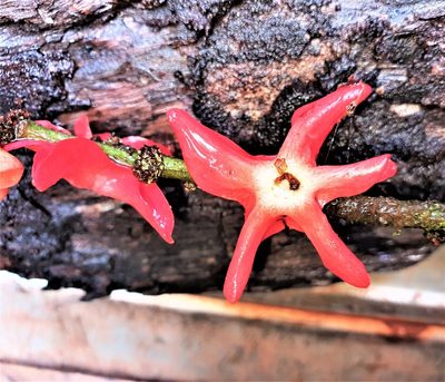 Heisteria cauliflora, photographed by Gerry van Tonder
