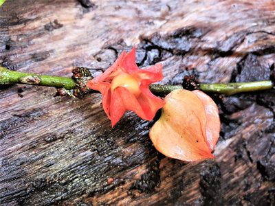 Heisteria cauliflora, photographed by Gerry van Tonder