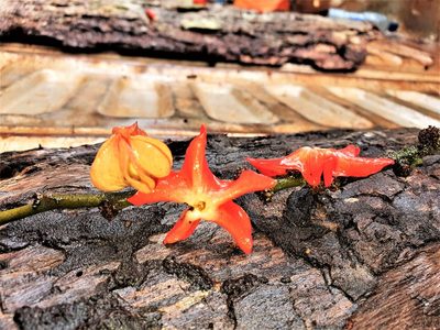 Heisteria cauliflora, photographed by Gerry van Tonder
