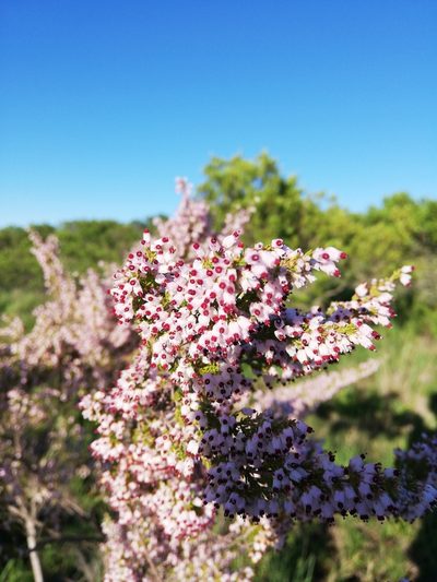 Erica simulans, photographed by Christiaan Viljoen