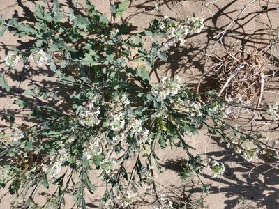 Dithyrea californica, photographed by Bob Miller