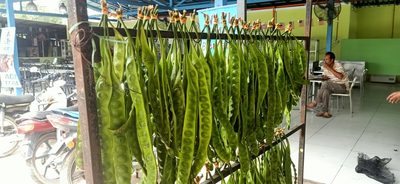 Parkia speciosa, photographed by Ong Jyh Seng