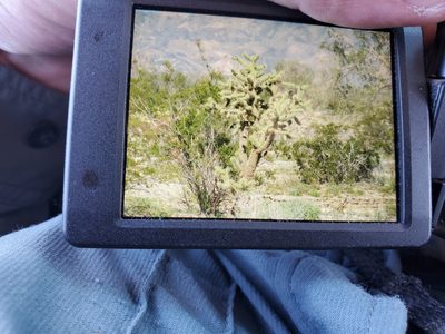 Cylindropuntia munzii, photographed by Bob Miller