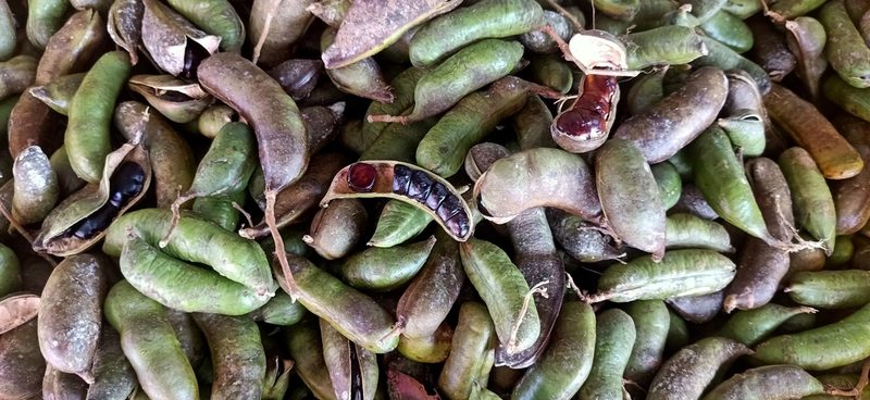 Archidendron bubalinum, photographed by Ong Jyh Seng