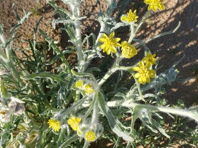 Baileya pauciradiata