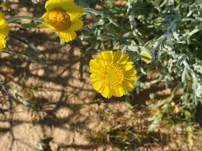 Baileya pleniradiata