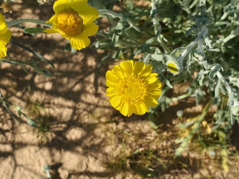 Baileya pleniradiata, photographed by Bob Miller