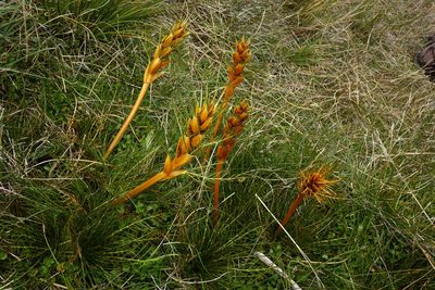 Aciphylla pinnatifida, photographed by John Barkla