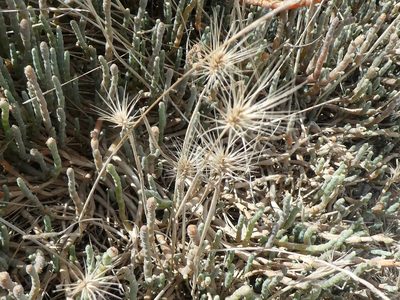 Hordeum marinum, photographed by Doug Miller